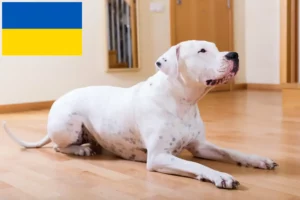 Read more about the article Dogo Argentino breeders and puppies in Ukraine