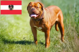 Read more about the article Dogue de Bordeaux breeders and puppies in Austria