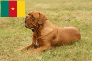 Read more about the article Dogue de Bordeaux breeders and puppies in Cameroon