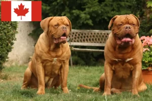 Read more about the article Dogue de Bordeaux breeders and puppies in Canada