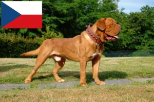 Read more about the article Dogue de Bordeaux breeders and puppies in the Czech Republic