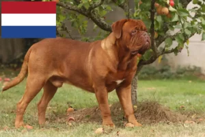 Read more about the article Dogue de Bordeaux breeders and puppies in the Netherlands