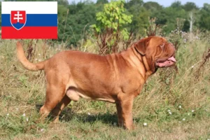 Read more about the article Dogue de Bordeaux breeders and puppies in Slovakia