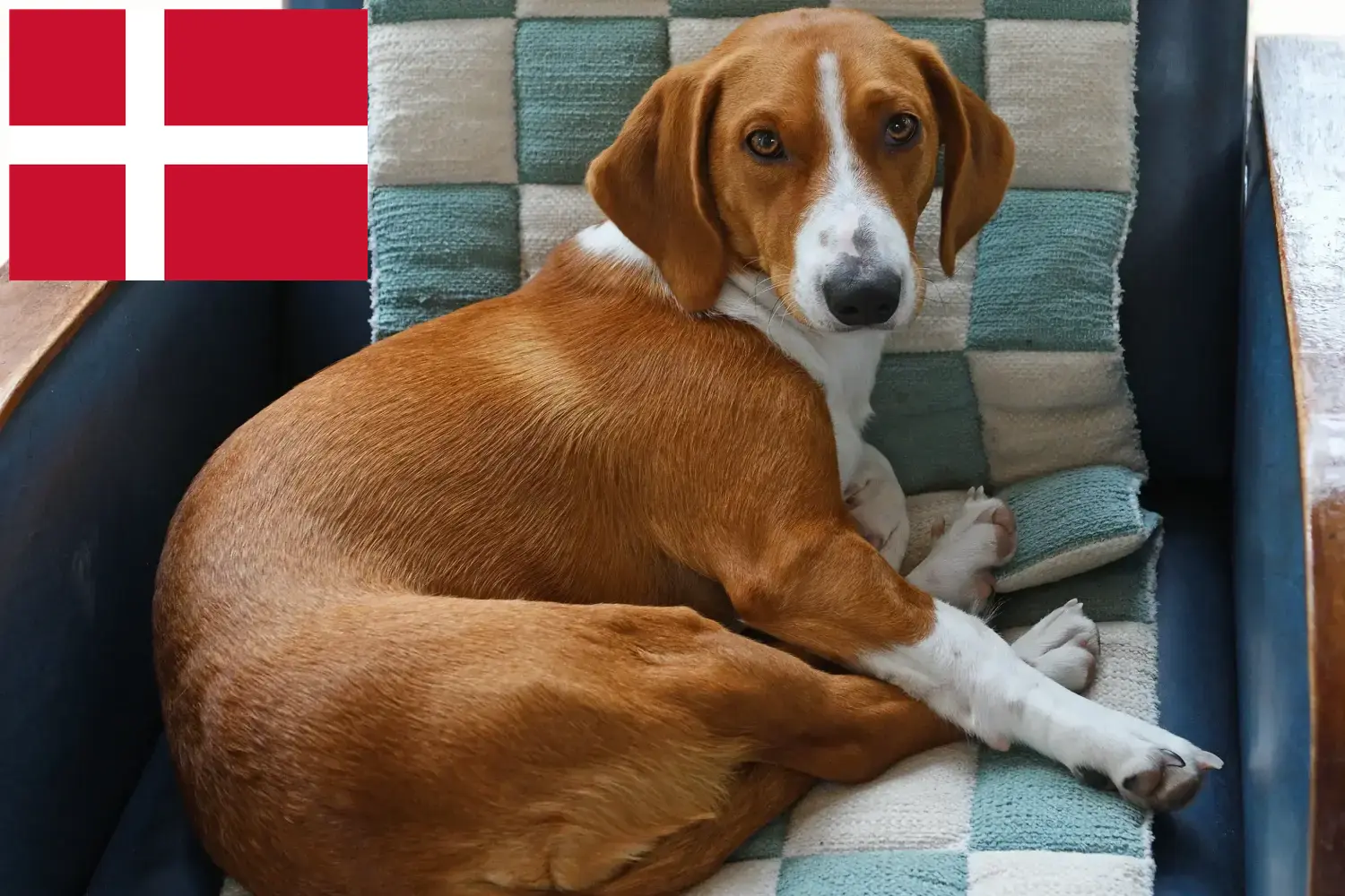 Read more about the article Drever breeders and puppies in Denmark