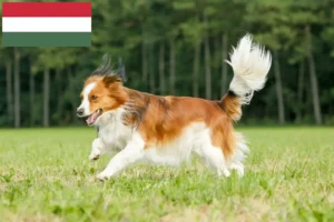 Read more about the article Dutch Kooikerhondje breeders and puppies in Hungary