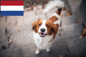 Read more about the article Dutch Kooikerhondje breeders and puppies in the Netherlands