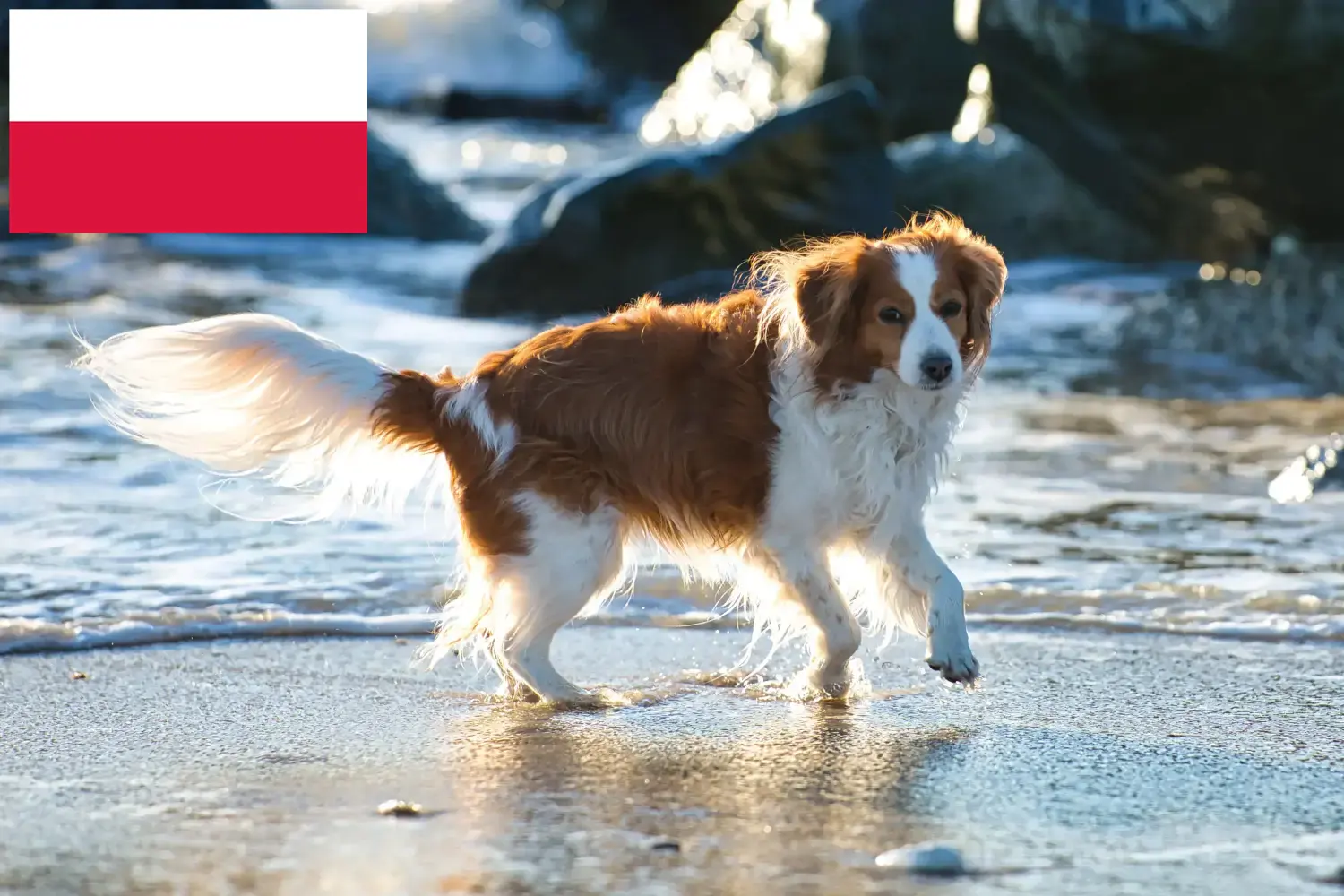 Read more about the article Dutch Kooikerhondje breeders and puppies in Poland