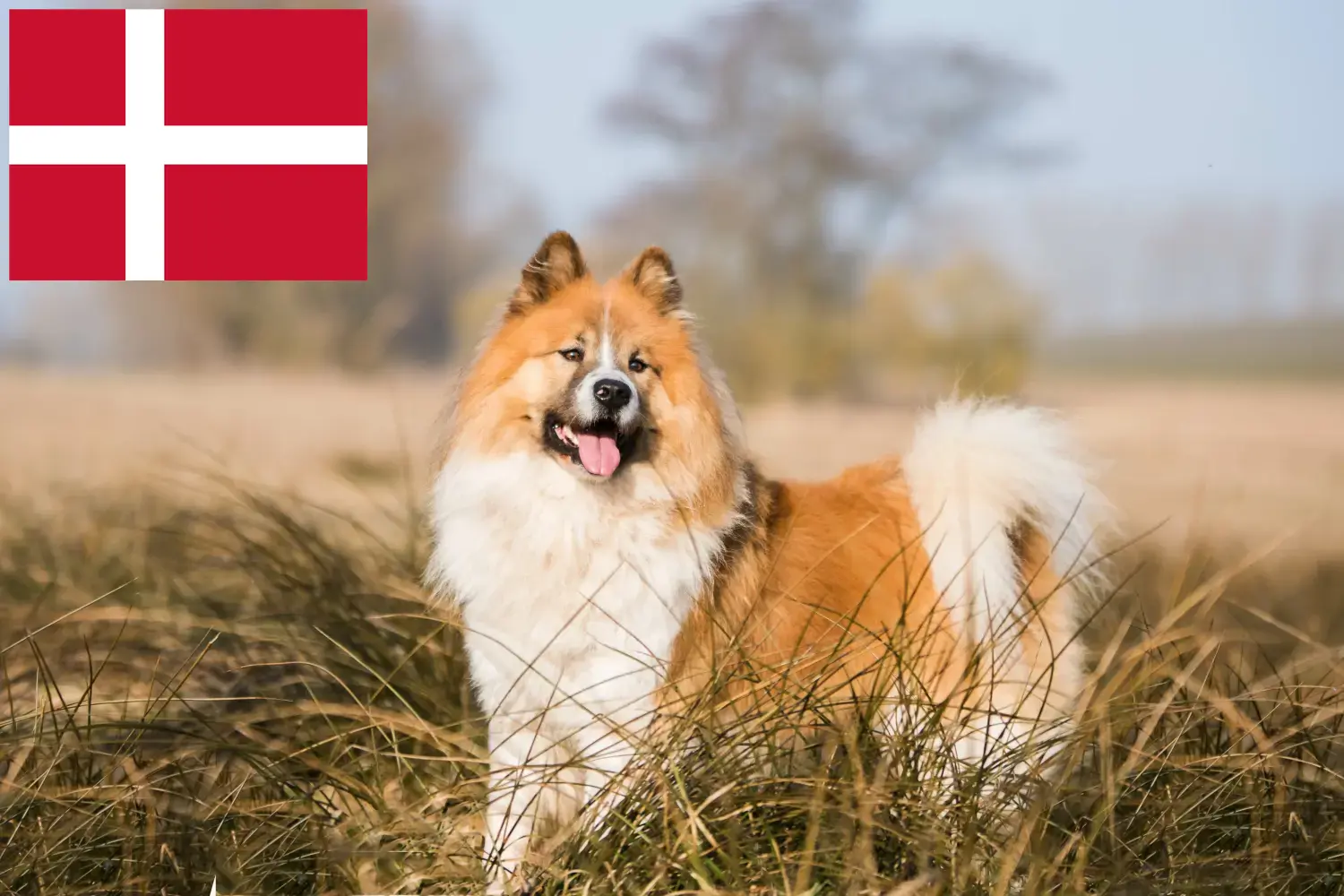 Read more about the article Elo breeders and puppies in Denmark