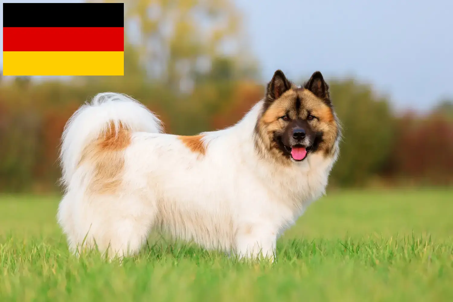 Read more about the article Elo breeders and puppies in Germany