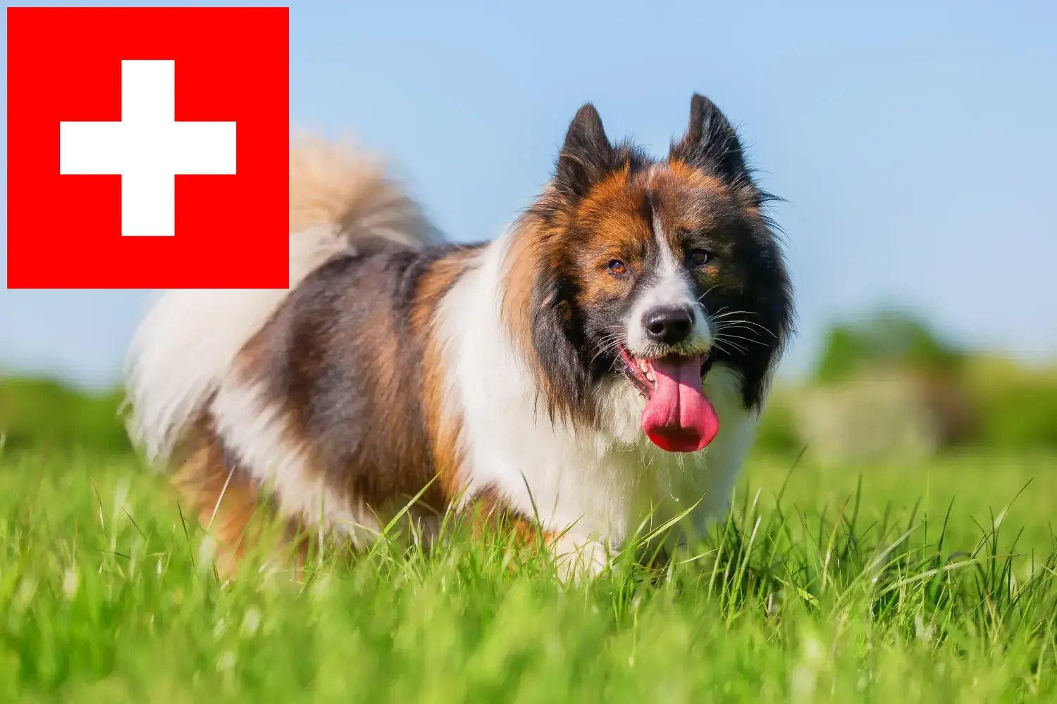 Read more about the article Elo breeders and puppies in Switzerland