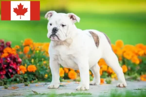 Read more about the article English Bulldog breeders and puppies in Canada