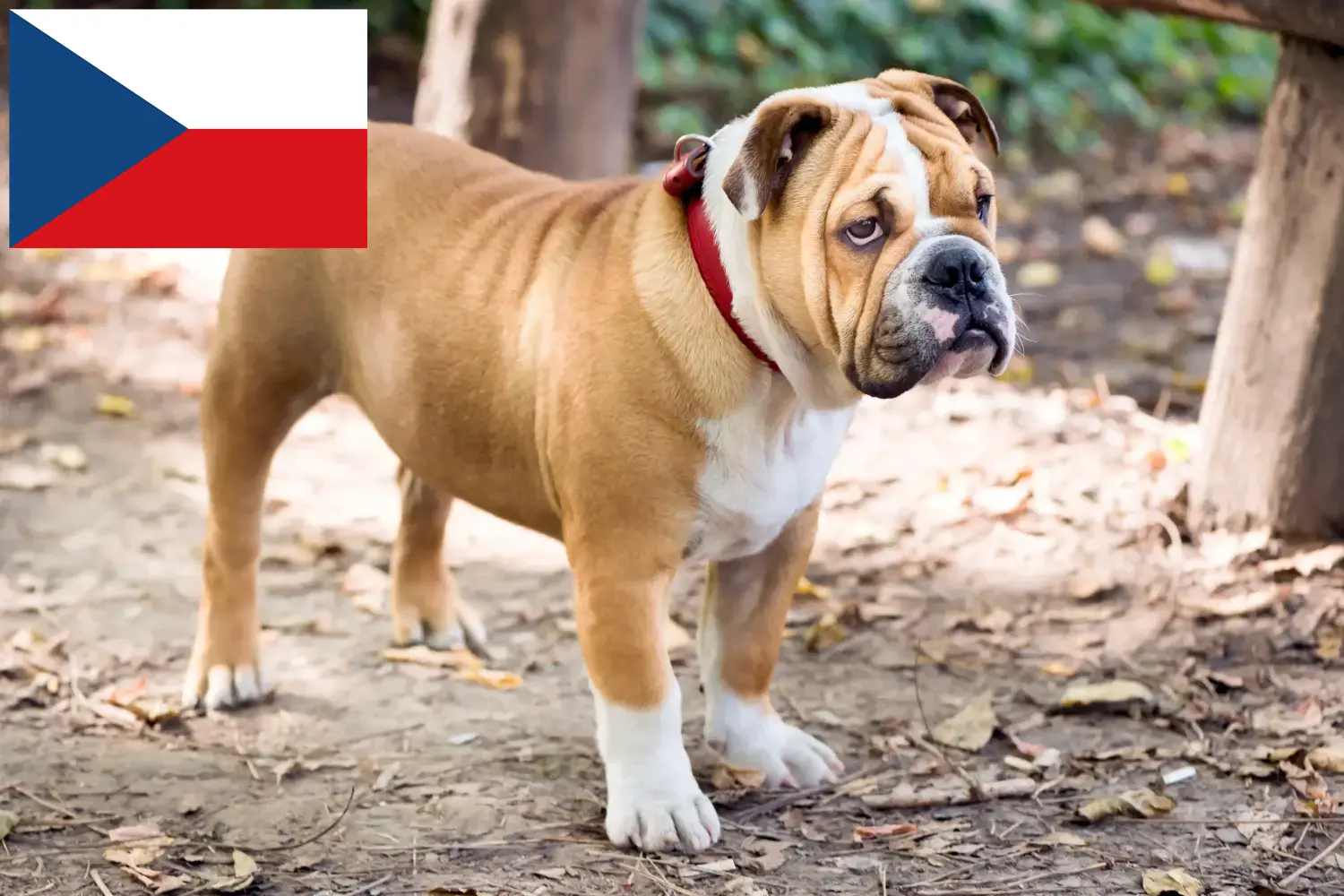 Read more about the article English Bulldog breeders and puppies in the Czech Republic