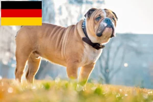 Read more about the article English Bulldog breeders and puppies in Germany