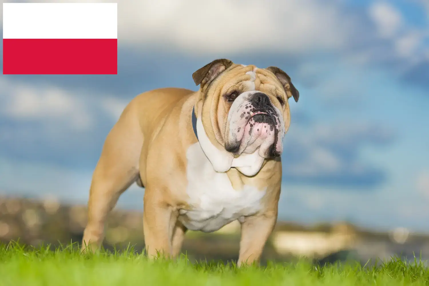 Read more about the article English Bulldog breeders and puppies in Poland