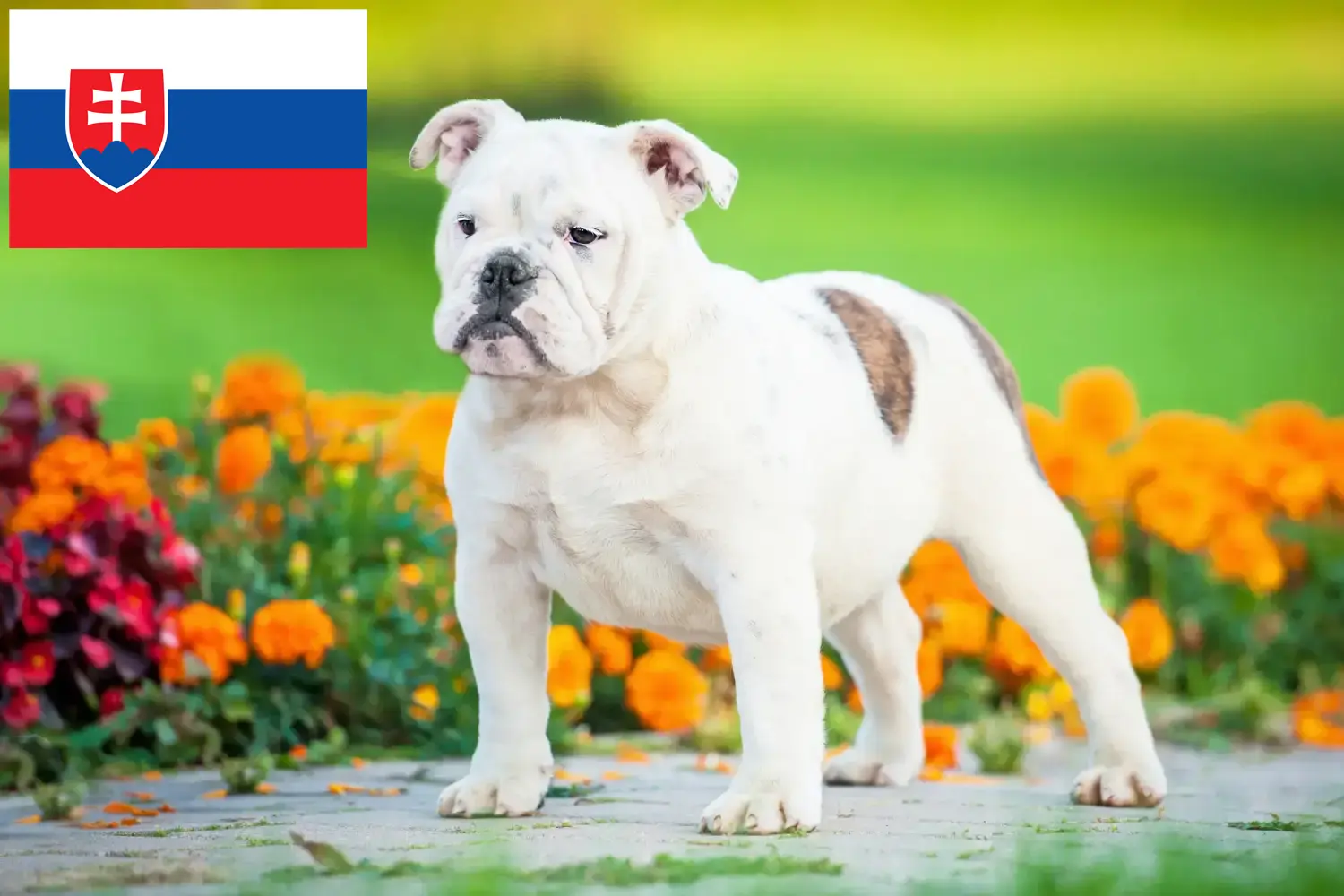 Read more about the article English Bulldog breeders and puppies in Slovakia