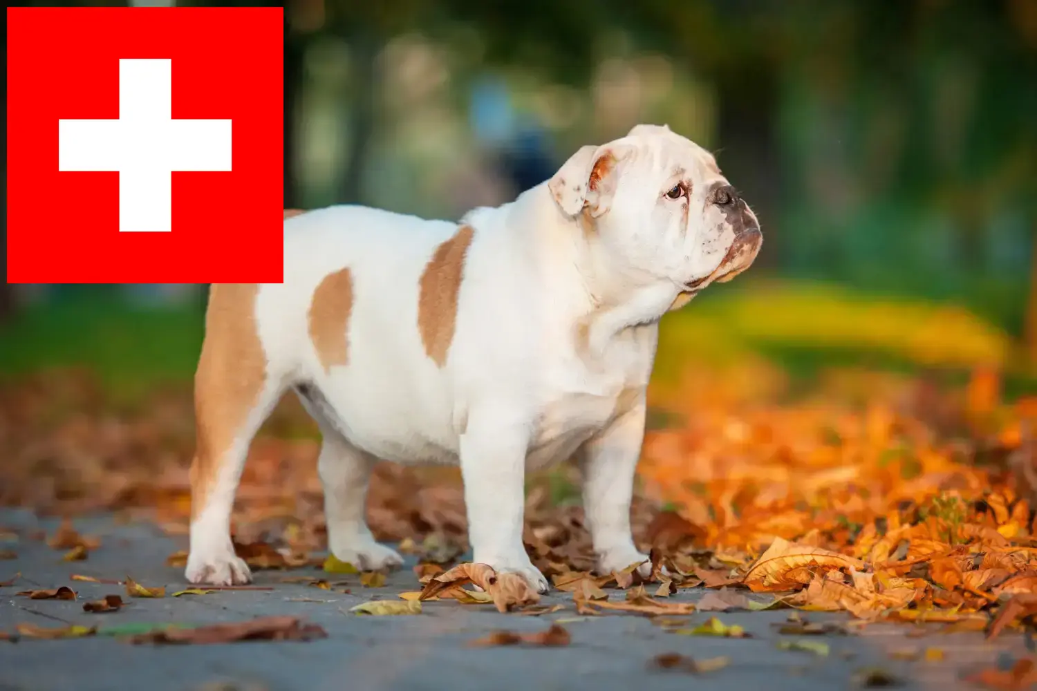 Read more about the article English Bulldog breeders and puppies in Switzerland