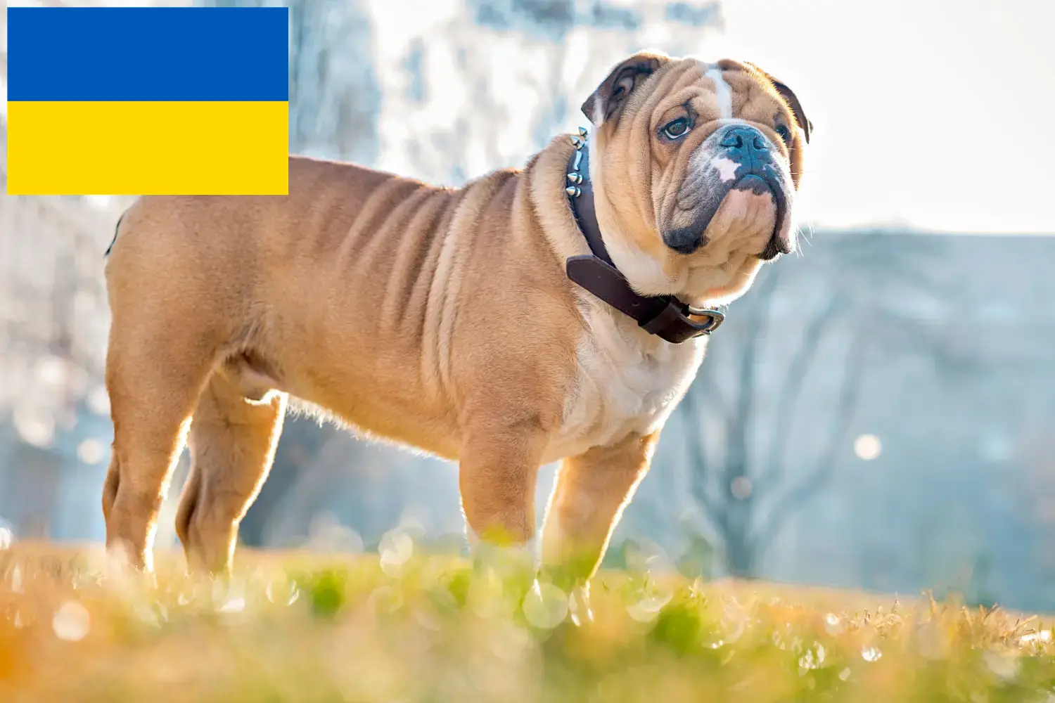 Read more about the article English Bulldog breeders and puppies in Ukraine