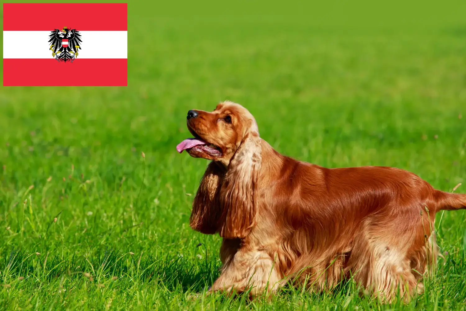 Read more about the article English Cocker Spaniel breeders and puppies in Austria