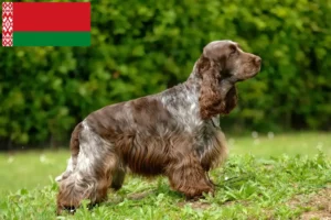 Read more about the article English Cocker Spaniel breeders and puppies in Belarus