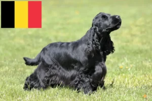 Read more about the article English Cocker Spaniel breeders and puppies in Belgium