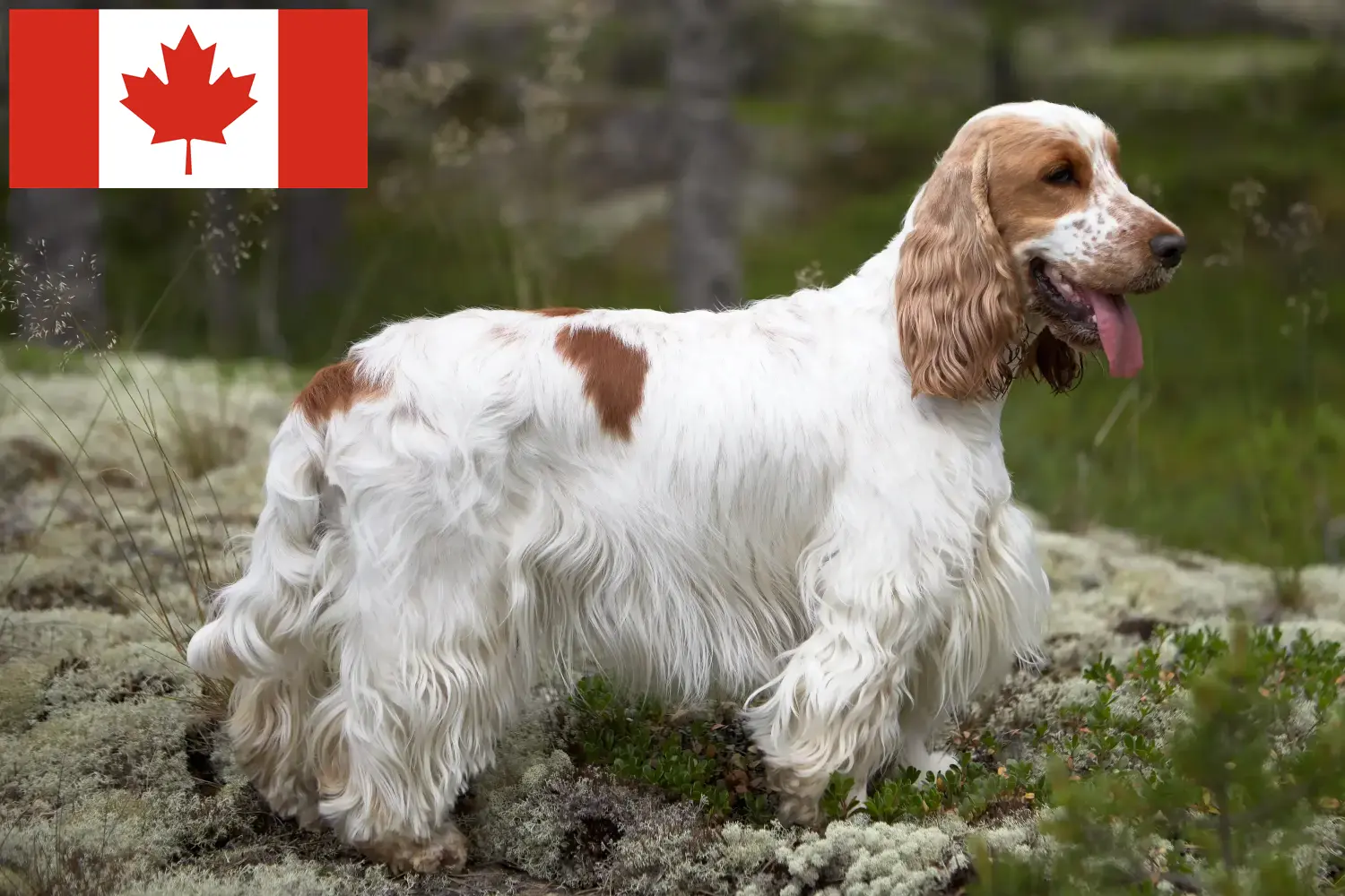 Read more about the article English Cocker Spaniel breeders and puppies in Canada