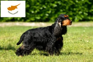 Read more about the article English Cocker Spaniel breeders and puppies in Cyprus