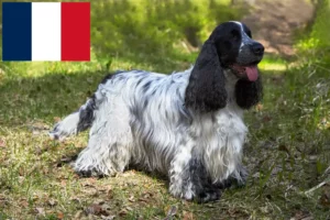 Read more about the article English Cocker Spaniel breeders and puppies in France