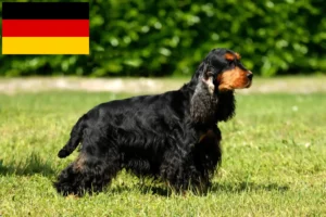 Read more about the article English Cocker Spaniel breeders and puppies in Germany