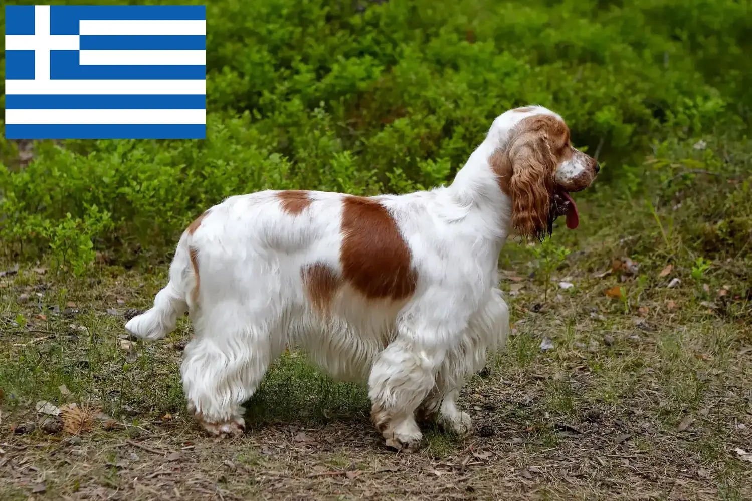 Read more about the article English Cocker Spaniel breeders and puppies in Greece