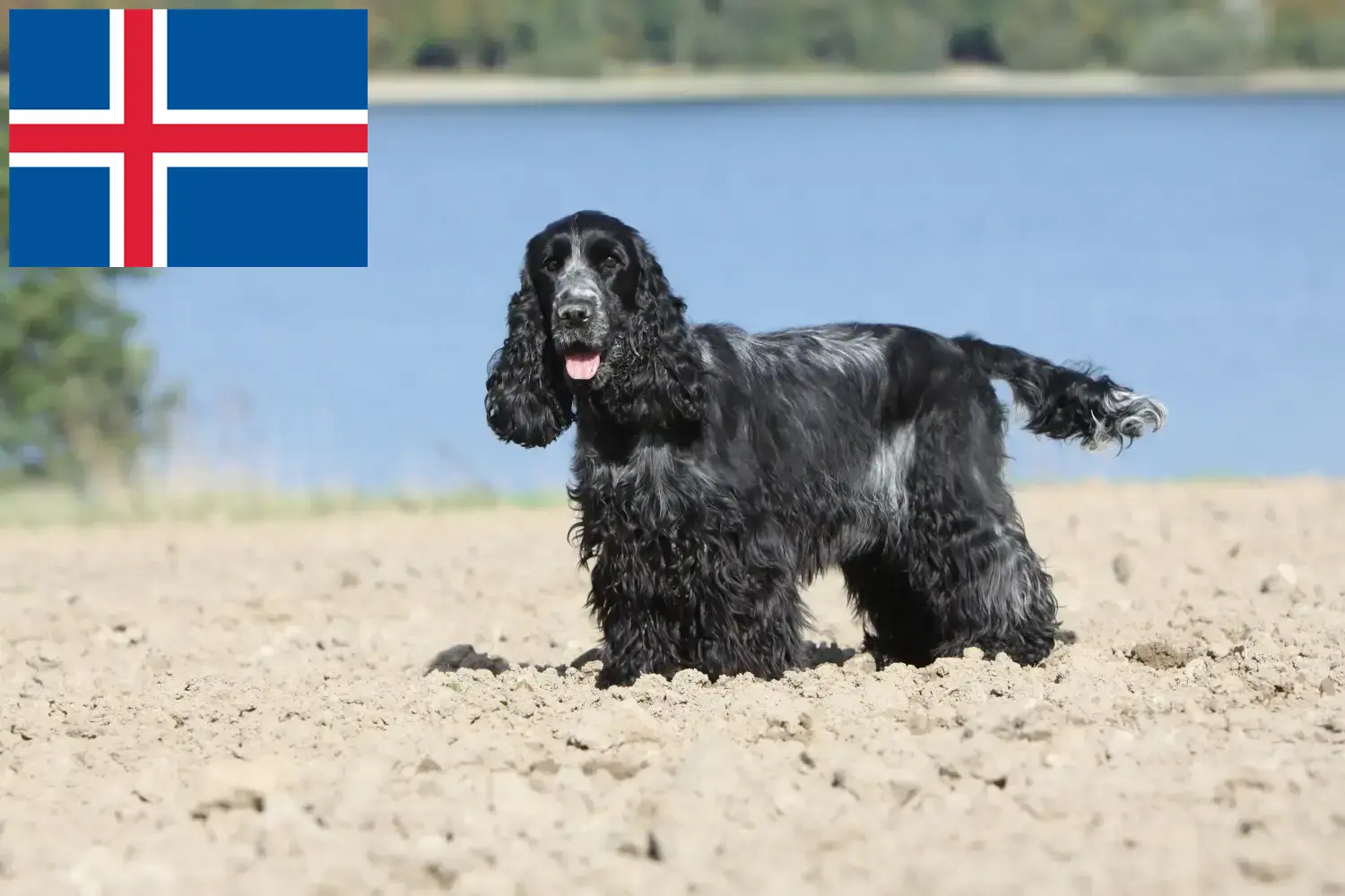 Read more about the article English Cocker Spaniel breeders and puppies in Iceland