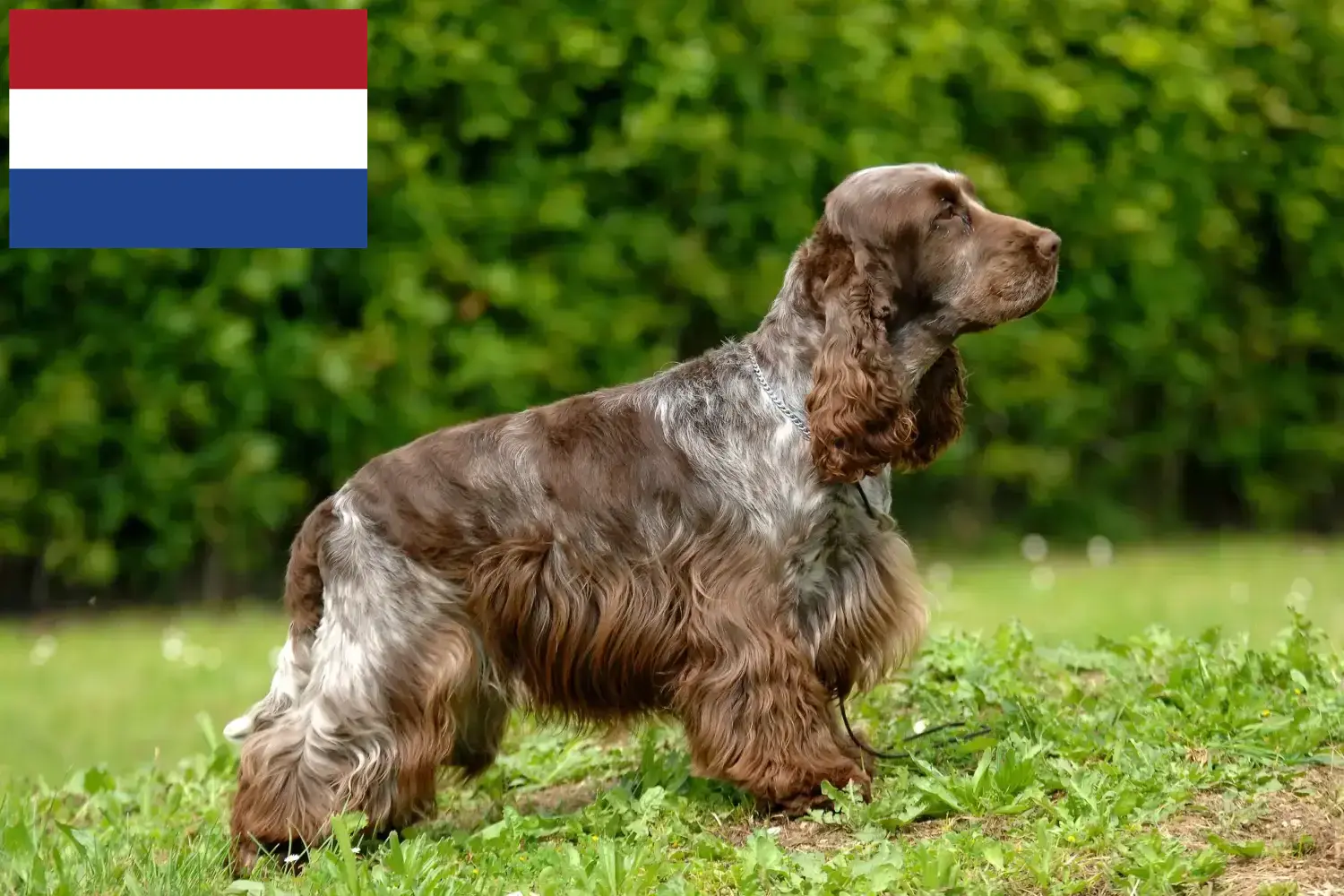 Read more about the article English Cocker Spaniel breeders and puppies in the Netherlands