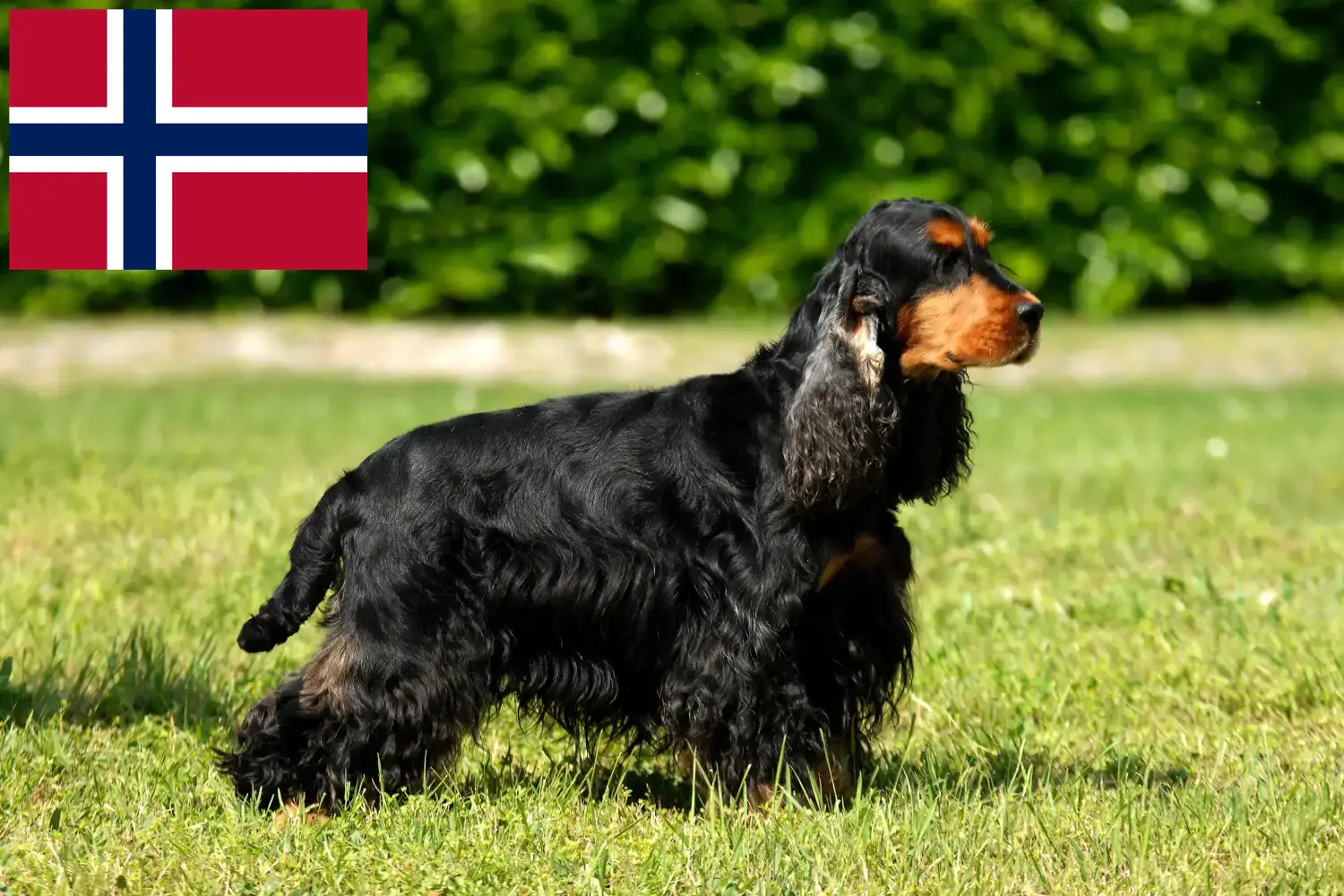 Read more about the article English Cocker Spaniel breeders and puppies in Norway