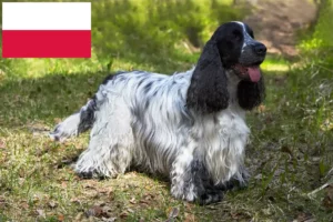 Read more about the article English Cocker Spaniel breeders and puppies in Poland