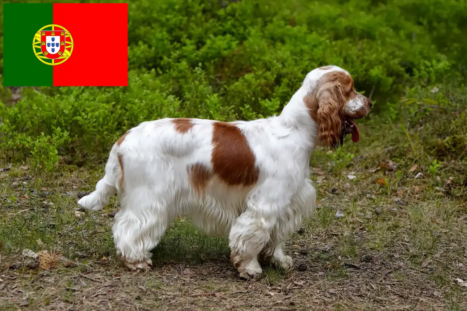 Read more about the article English Cocker Spaniel breeders and puppies in Portugal