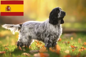 Read more about the article English Cocker Spaniel breeders and puppies in Spain