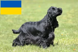 Read more about the article English Cocker Spaniel breeders and puppies in Ukraine