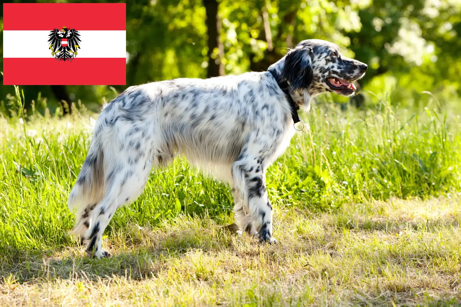 Read more about the article English Setter breeders and puppies in Austria