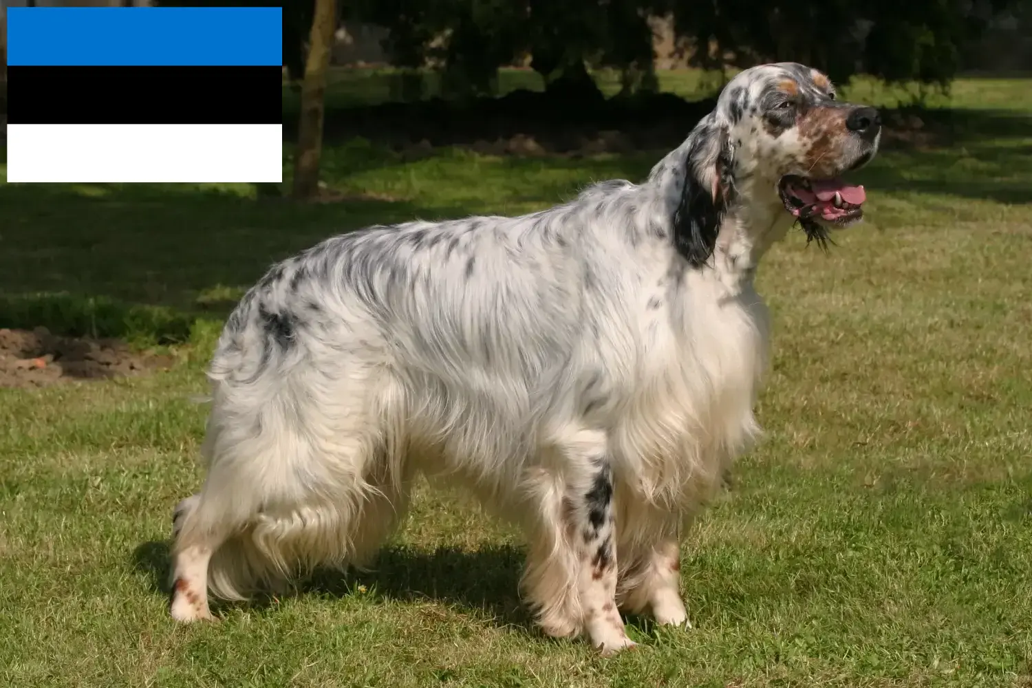 Read more about the article English Setter breeders and puppies in Estonia