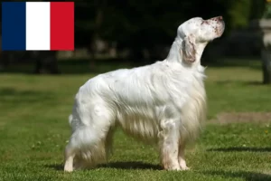 Read more about the article English Setter breeders and puppies in France