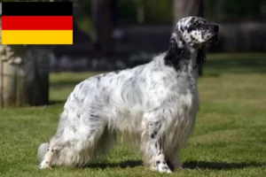 Read more about the article English Setter breeders and puppies in Germany