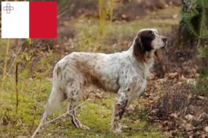 Read more about the article English Setter breeders and puppies in Malta