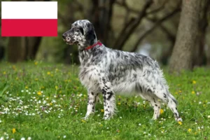Read more about the article English Setter breeders and puppies in Poland