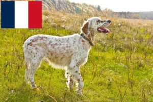 Read more about the article English Setter breeders and puppies in Réunion