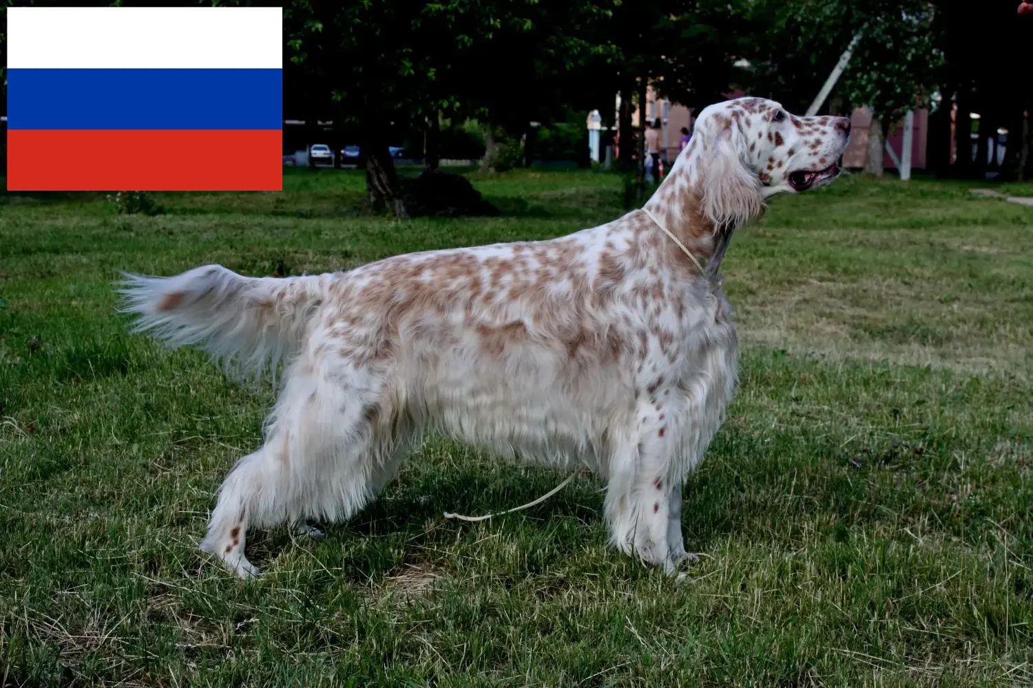 Read more about the article English Setter breeders and puppies in Russia