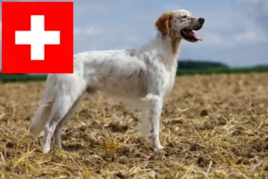 Read more about the article English Setter breeders and puppies in Switzerland