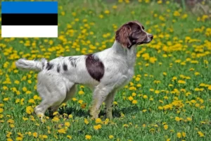 Read more about the article English Springer Spaniel breeders and puppies in Estonia