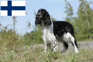 Read more about the article English Springer Spaniel breeders and puppies in Finland