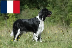 Read more about the article English Springer Spaniel breeders and puppies in France