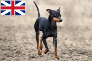 Read more about the article English Toy Terrier breeders and puppies in Great Britain