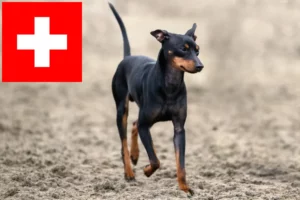 Read more about the article English Toy Terrier breeders and puppies in Switzerland